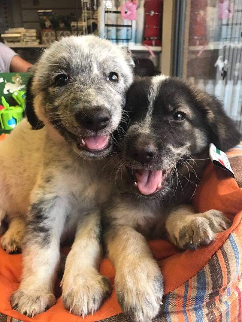DUE BELLISSIME FEMMINE CUCCIOLE TAGLIA MEDIA