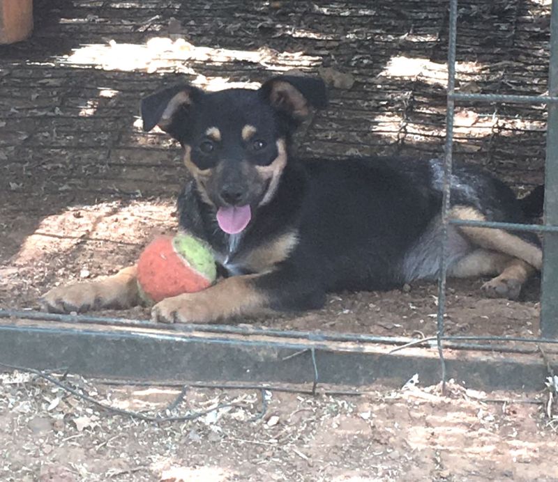 PIXIE CUCCIOLA 3 MESI TAGLIA PICCOLA