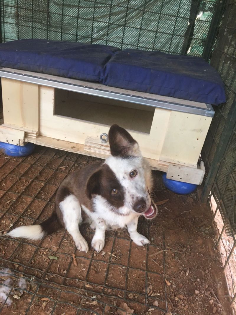 MACCHIA cagnolina di 1 anno taglia piccola