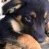 bellissimi cuccioli di 3 mesi taglia medio piccola 