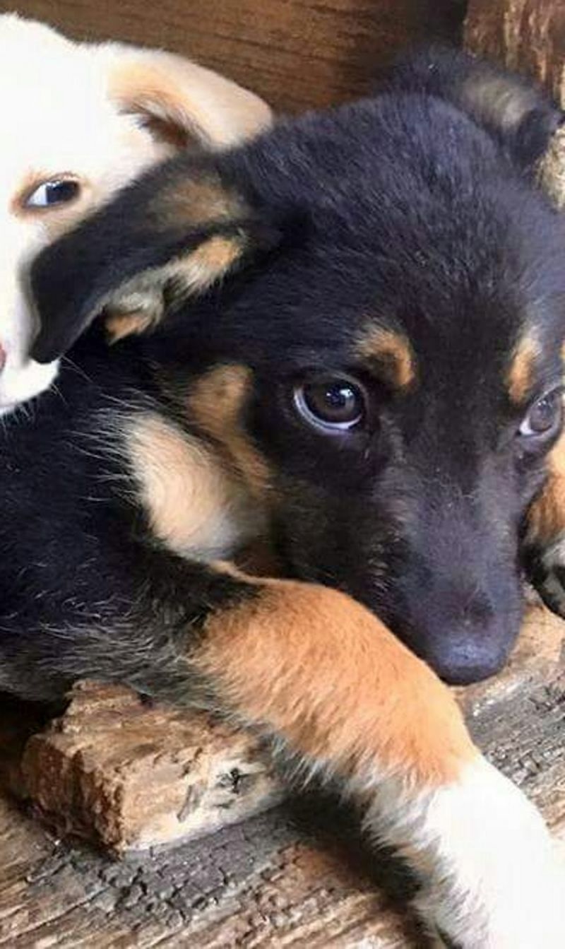 bellissimi cuccioli di 3 mesi taglia medio piccola 
