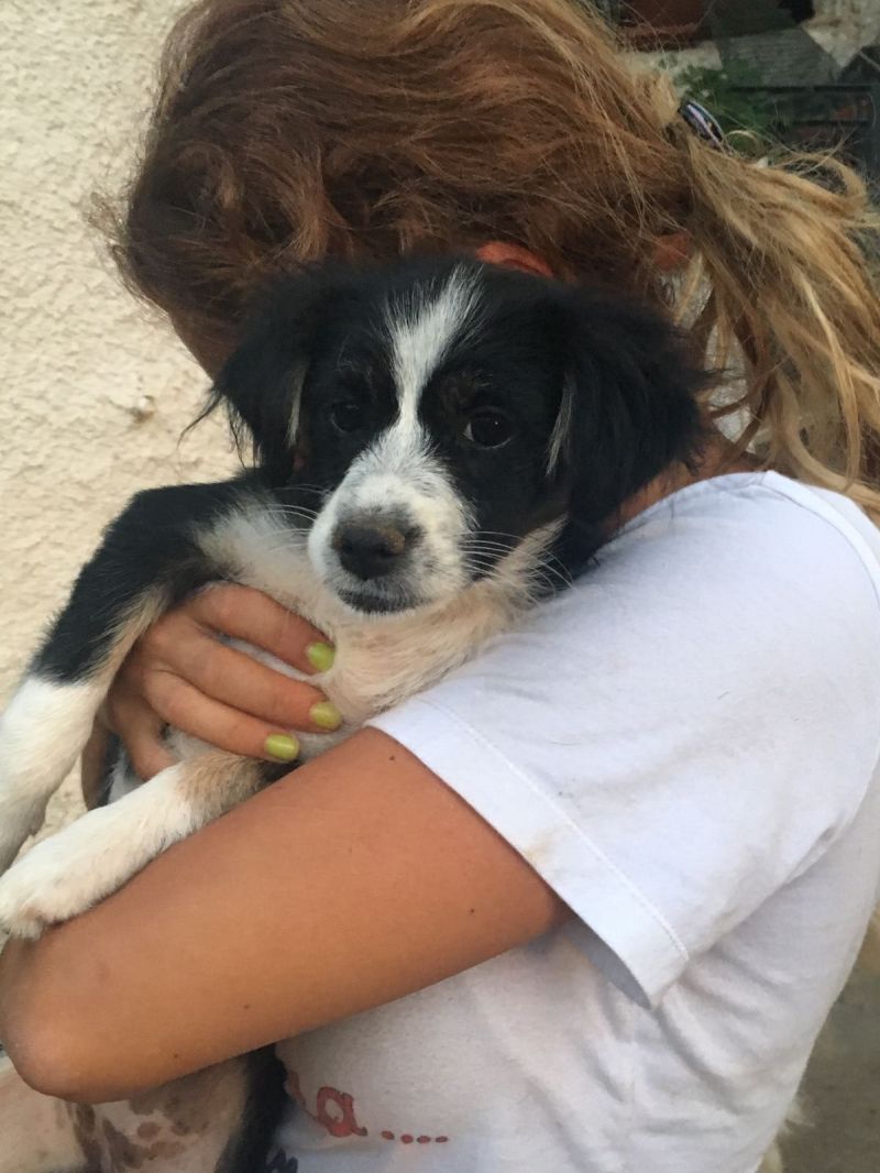 POOKIE cucciola 3 mesi taglia piccola