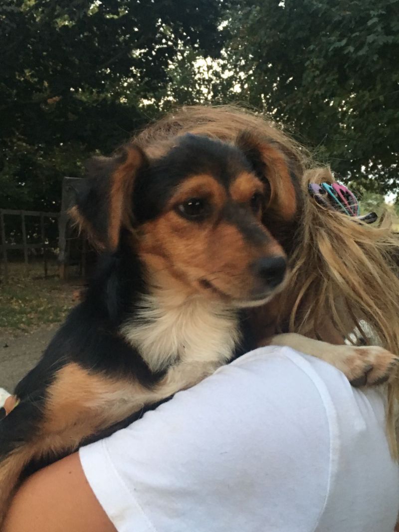 SHIRLEY cucciola 5 mesi taglia piccola