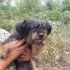 LIZZIE mix Yorkshire terrier 4 anni TAGLIA MINI 5 KG