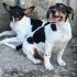 cuccioli mix JACK RUSSEL 4 mesi taglia piccola