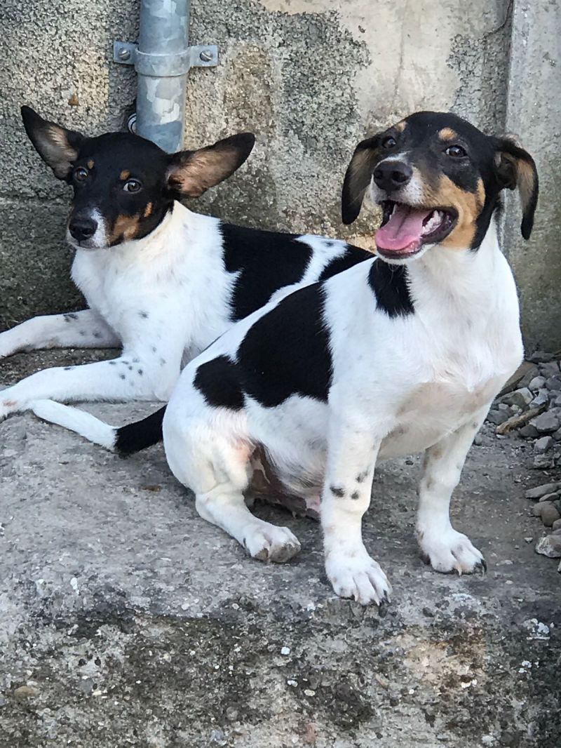 cuccioli mix JACK RUSSEL 4 mesi taglia piccola
