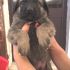 BORIS cucciolo maschietto 2 mesi taglia piccola