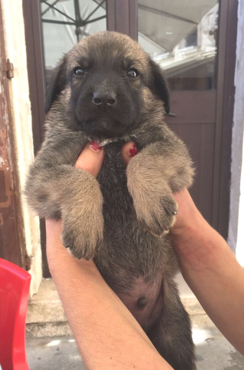 BORIS cucciolo maschietto 2 mesi taglia piccola