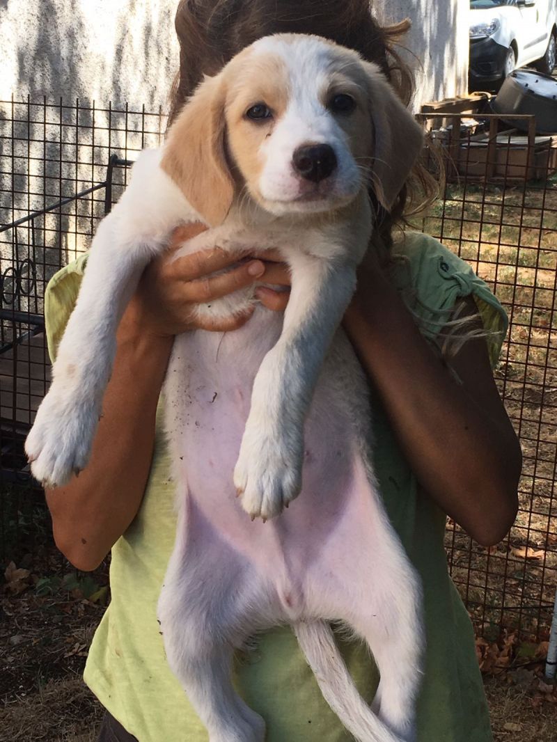 BRIOCHE mix Golden Retriever cucciolo maschietto 2 mesi e mezzo