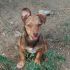 HAPPY cucciolo mix Jack Russel maschietto 5 mesi taglia piccola