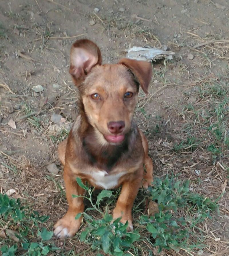 HAPPY cucciolo mix Jack Russel maschietto 5 mesi taglia piccola