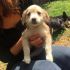 HONEY cucciola femmina 3 mesi taglia piccola