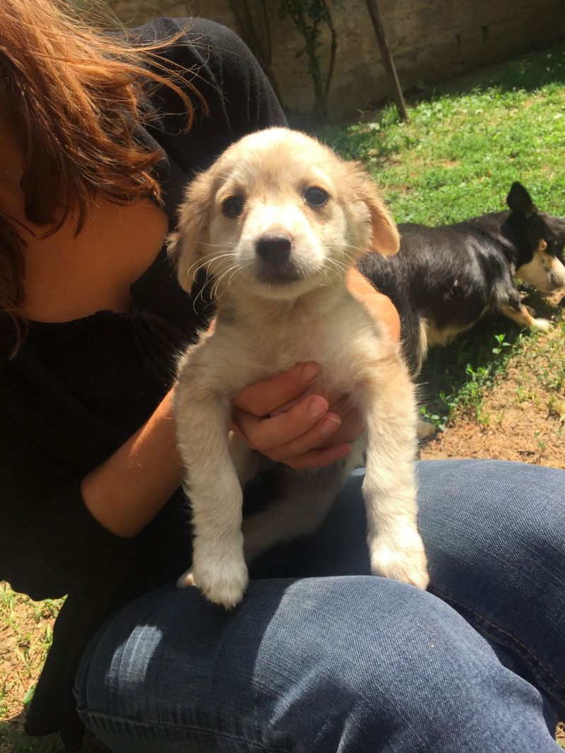 HONEY cucciola femmina 3 mesi taglia piccola