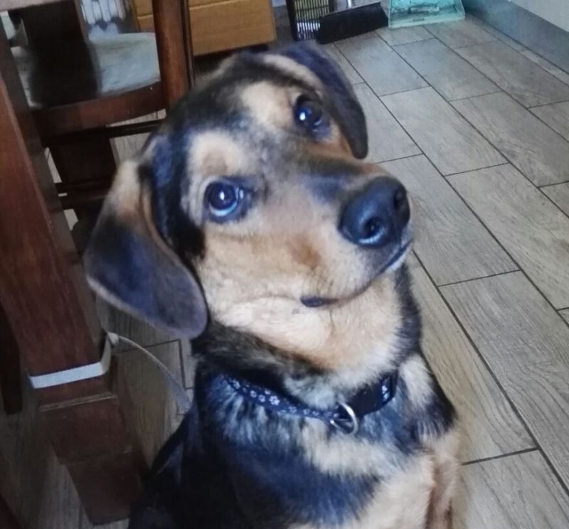 MIKY 10 mesi taglia piccola 10 kg