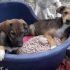 ZOE & AMELIE cucciole femmine taglia medio piccola