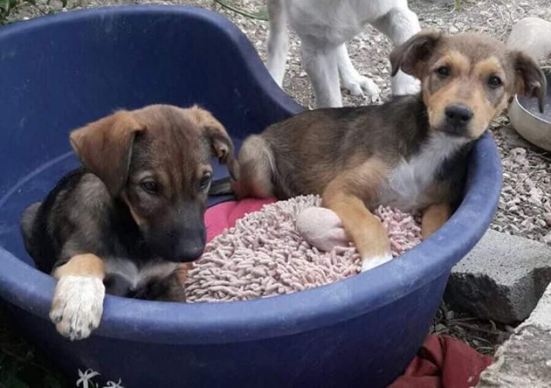 ZOE & AMELIE cucciole femmine taglia medio piccola
