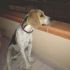 OLIVER, BEAGLE PURO di 1 anno