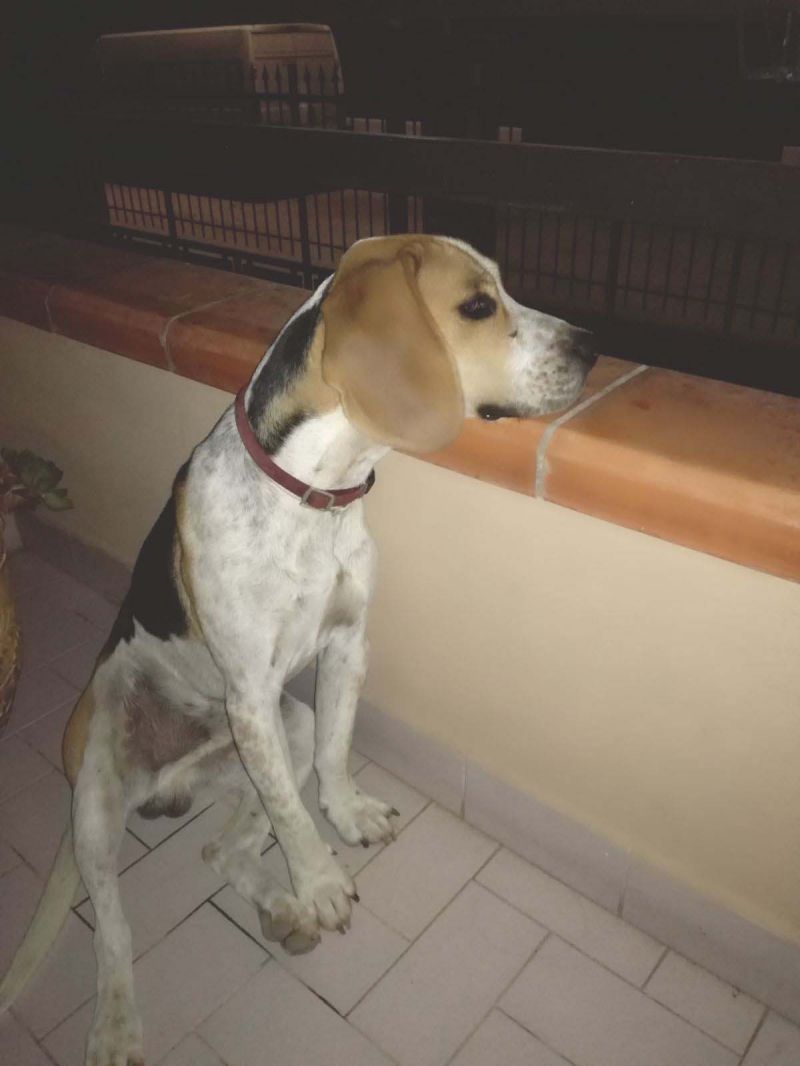 OLIVER, BEAGLE PURO di 1 anno