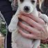 Bellissimi cuccioli di taglia piccola