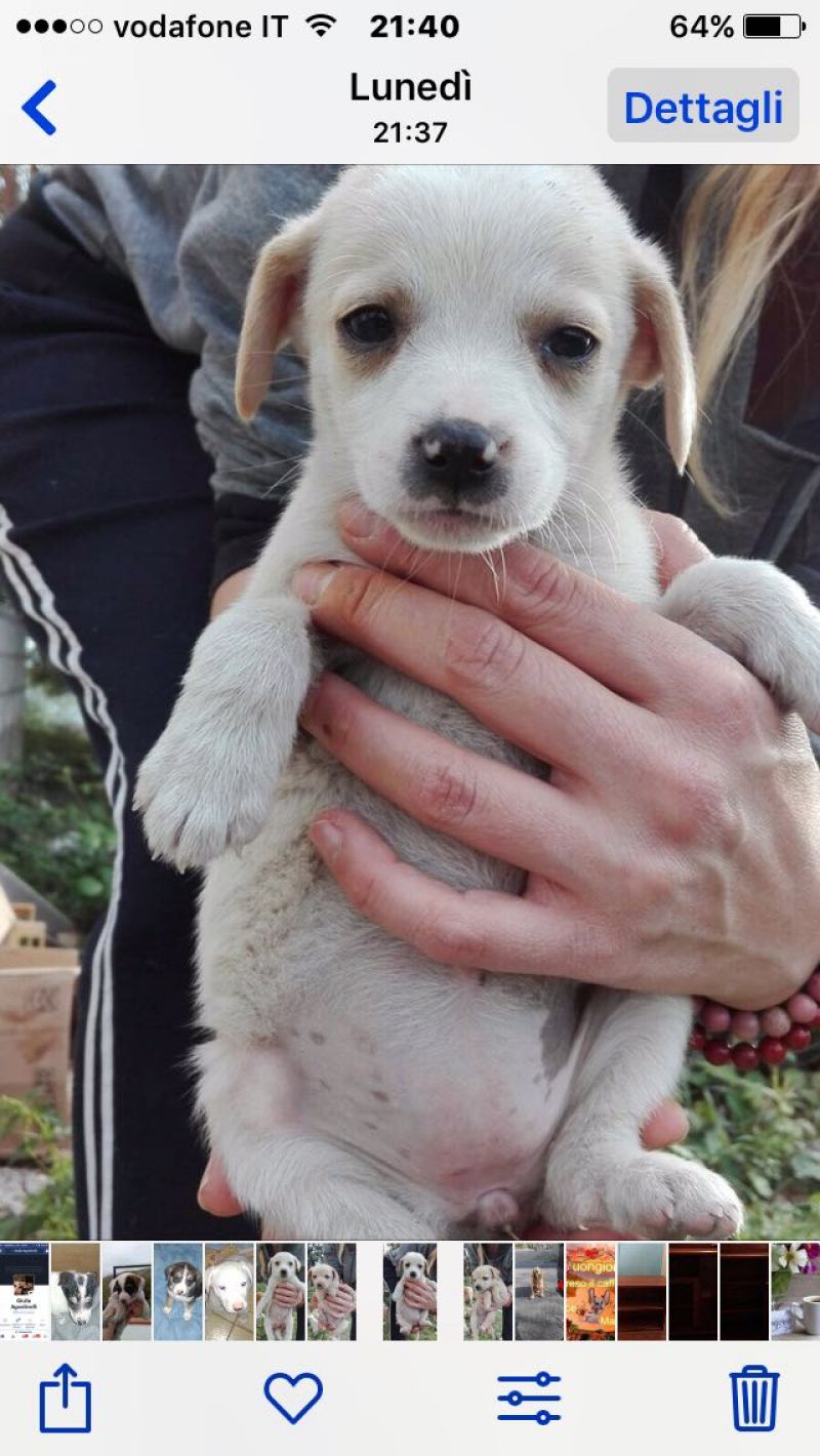 Bellissimi cuccioli di taglia piccola