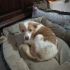 cagnolina femmina taglia piccola 4/5 kg