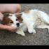 CONNIE, dolcissima cagnolina femmina taglia piccola