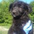 Bellissimi cuccioli di futura taglia PICCOLA