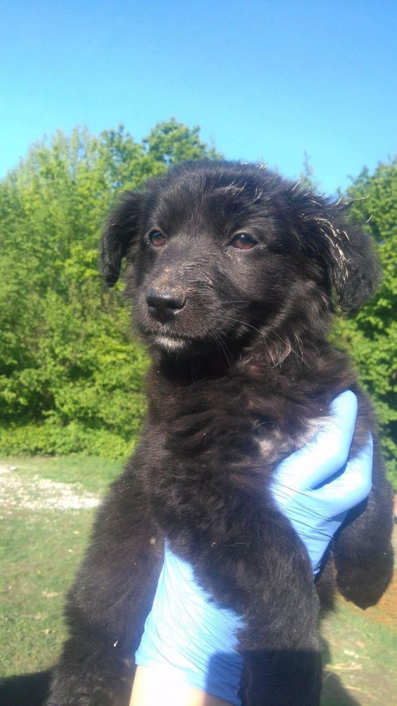 Bellissimi cuccioli di futura taglia PICCOLA