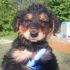 Bellissimi cuccioli di futura taglia PICCOLA
