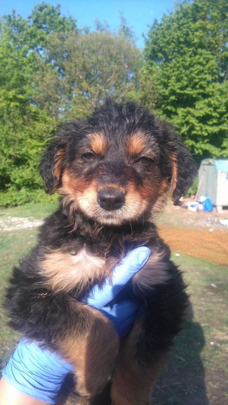 Bellissimi cuccioli di futura taglia PICCOLA