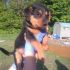 Bellissimi cuccioli di futura taglia PICCOLA