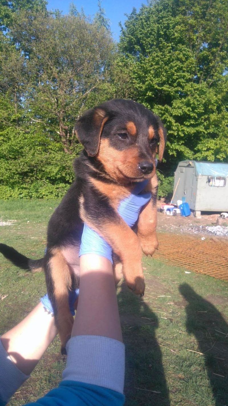 Bellissimi cuccioli di futura taglia PICCOLA