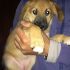 Bellissimi cuccioli di futura taglia MEDIA