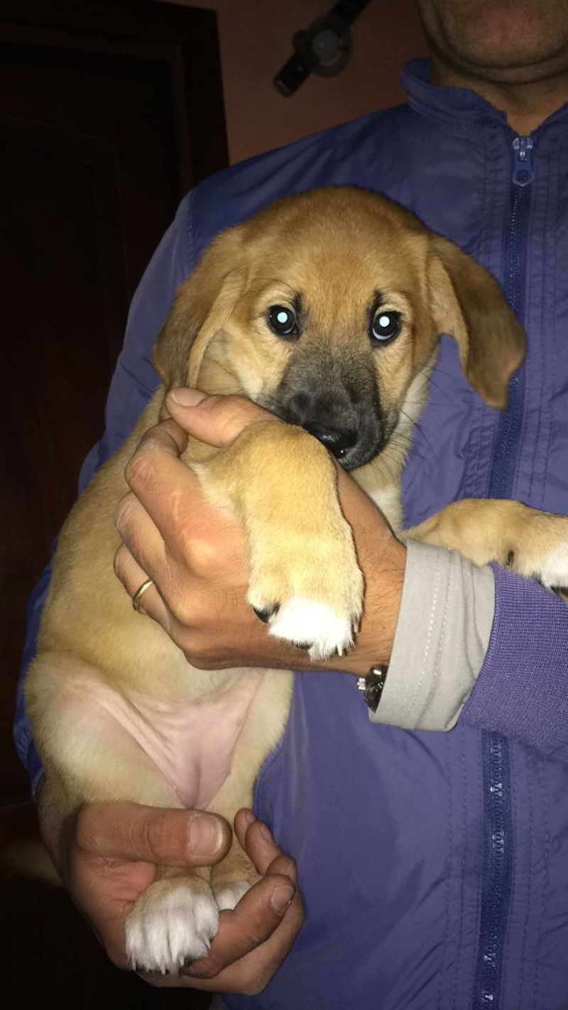 Bellissimi cuccioli di futura taglia MEDIA