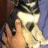 Bellissimi cuccioli di futura taglia MEDIA