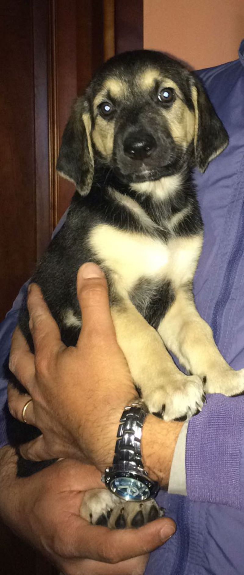Bellissimi cuccioli di futura taglia MEDIA