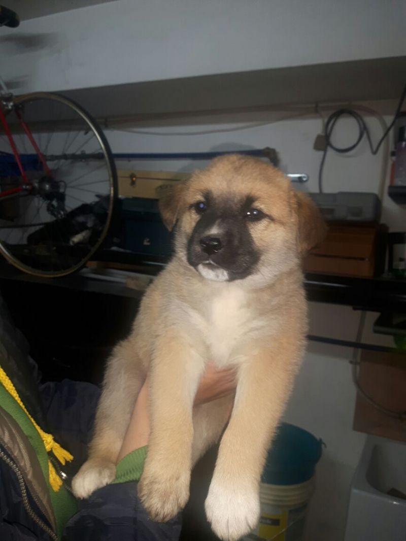 cucciolo maschietto di futura taglia media