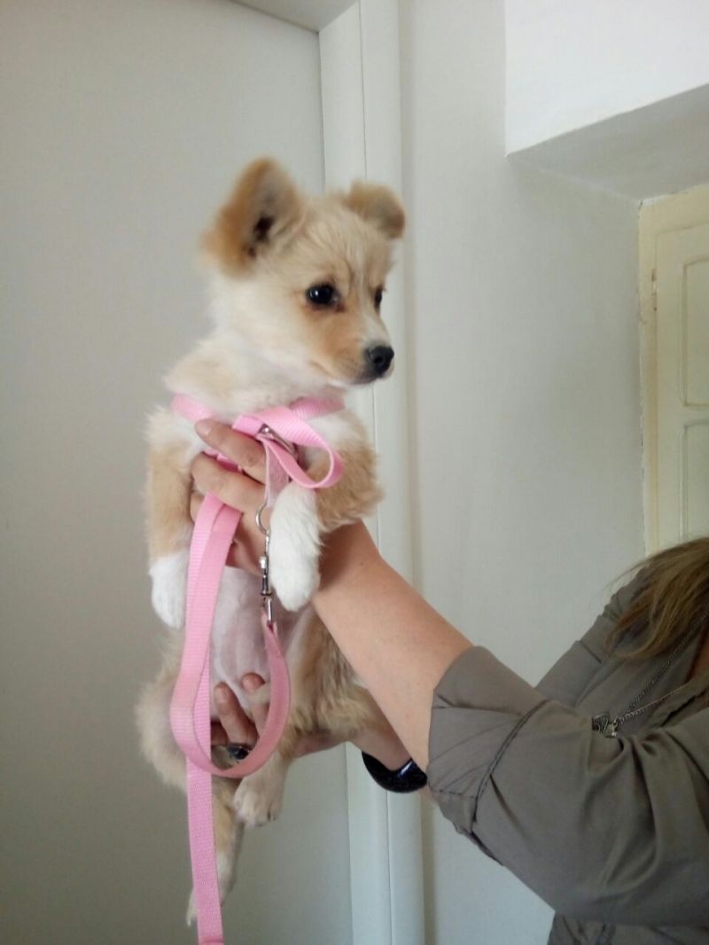 GEMMA cucciola 3 mesi taglia piccola