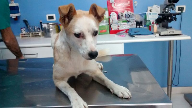 FARFALLINA cucciola 9/10 mesi, taglia piccola