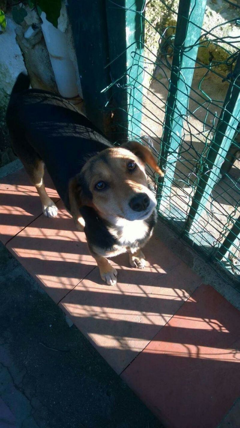 CLEMENTINA cagnolina femmina taglia piccola