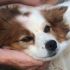 COCCA mix Border Collie taglia piccola
