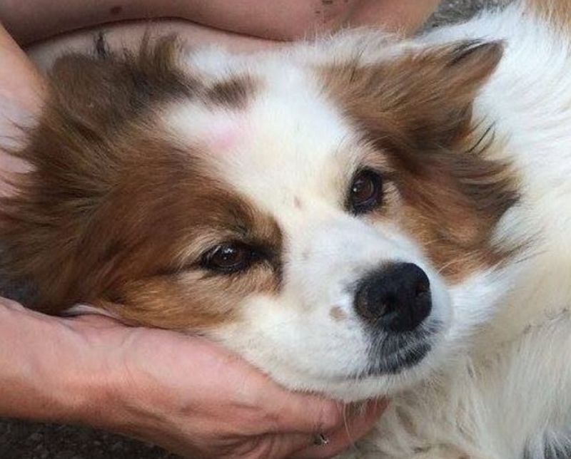 COCCA mix Border Collie taglia piccola