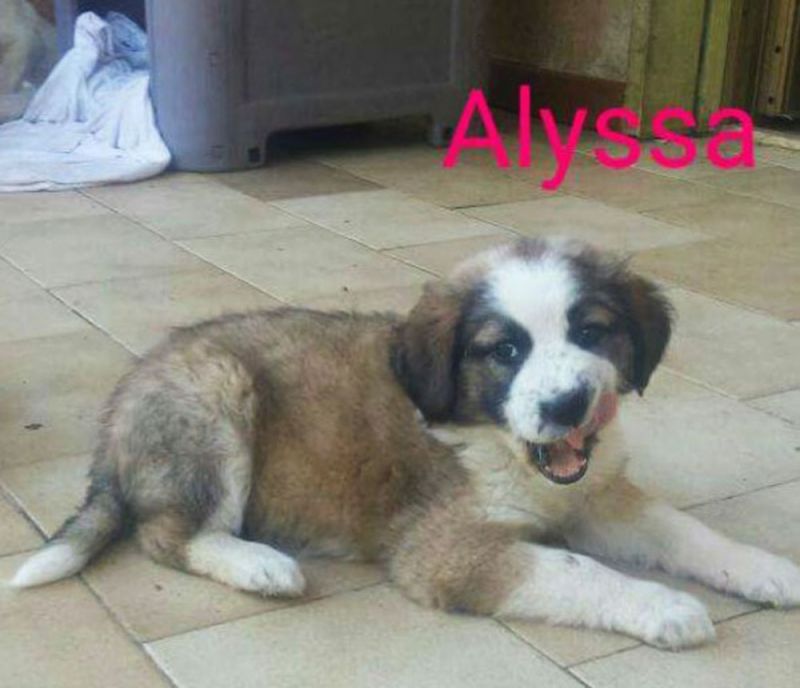 ALYSSA splendida cucciola di 2 mesi e mezzo