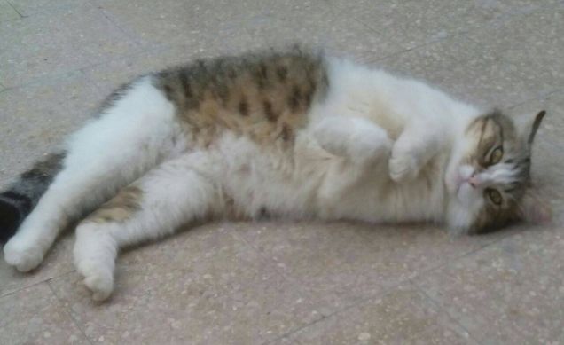 Gatto in adozione - Zucchero