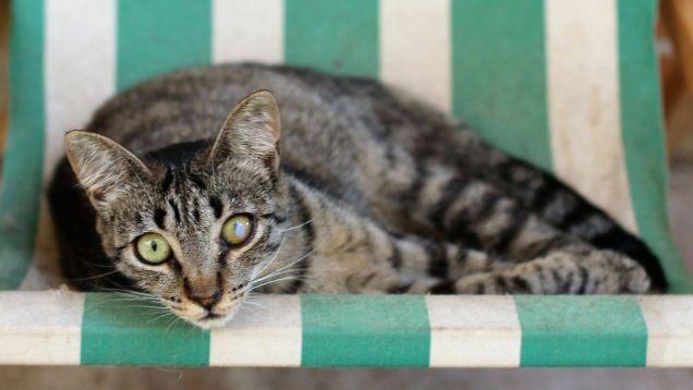 Gatto in adozione - Caterina