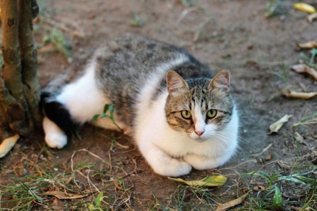 Gatto da adottare - Zucchero