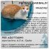 GATTO IN ADOZIONE - PEPPINO GARIBALDI