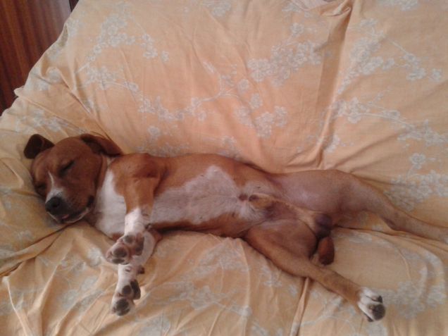 sto volando prego non mi disturbare