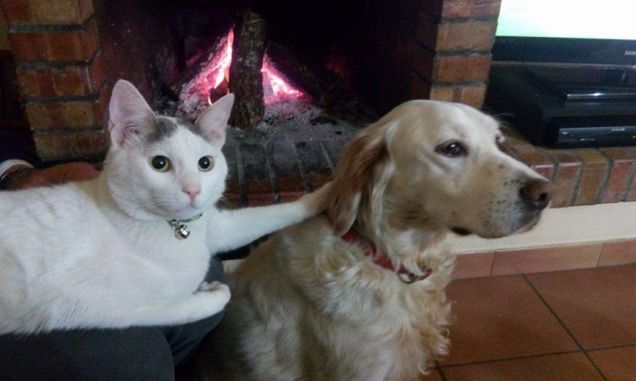 Cane e gatto chi l'ha detto che non si puo!