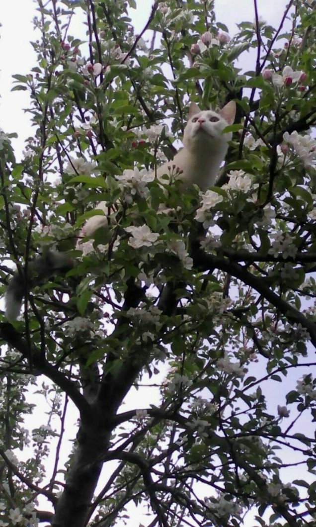 Una tigre bianca tra i fiori